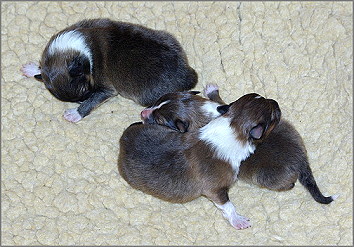 P-Wurf vom Affinger Bach