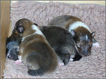 P-Wurf vom Affinger Bach