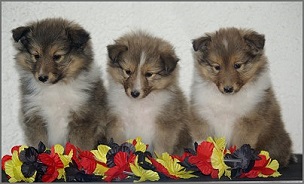 P-Wurf vom Afinger Bach