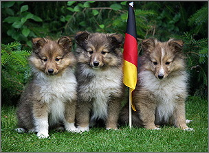 P-Wurf vom Affinger Bach