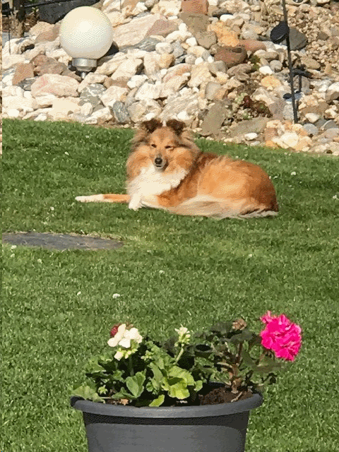 img2.gif